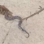 தெல்தோட்டையில் பிடிபட்ட மலைப்பாம்பு!