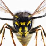 இறம்பொடையில் குளவிக்கொட்டு: இருவர் பாதிப்பு!