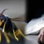 குளவிக்கொட்டுக்கு இலக்காகி ஒருவர் பலி: புசல்லாவையில் சோகம்!