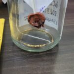 காதலனின் வீட்டில் நகை திருடிய காதலி கைது: யாழில் சம்பவம்!