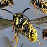 குளவிக் கொட்டு: ஐந்து தொழிலாளர்கள் பாதிப்பு!