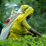 தோட்டத் தொழிலாளர்களுக்கான கொடுப்பனவு குறித்து அமைச்சரவை எடுத்துள்ள முடிவு!