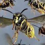 குளவிக்கொட்டு: மூவர் பாதிப்பு!