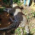 கம்பிப் பொறியில் சிக்கி சிறுத்தை உயிரிழப்பு!