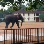 வாழைச்சேனை நகருக்குள் புகுந்த காட்டு யானை பெரும் அட்டகாசம்!