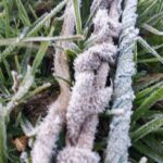 நுவரெலியாவில் உறை பனி பொழிவு!