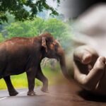 காட்டு யானைகள் தாக்கி இருவர் பரிதாப உயிரிழப்பு!