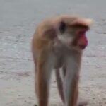 அக்கரபத்தனை பகுதியில் குரங்கு தொல்லை!