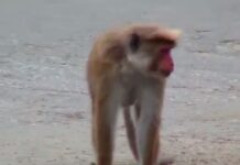 அக்கரபத்தனை பகுதியில் குரங்கு தொல்லை!