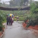 புதுக்காடு பகுதியில் சரிந்து விழுந்தது மரம்: போக்குவரத்து பாதிப்பு!