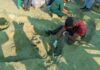செம்மணியில் இதுவரை 266 எலும்புக்கூடுகள் அகழ்ந்தெடுப்பு!