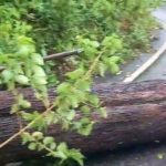 முறிந்து விழுந்தது மரம்: போக்குவரத்து பாதிப்பு!