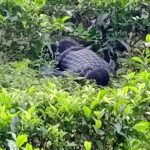தேயிலைத் தோட்டத்தில் சடலம் மீட்பு