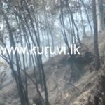 பசறையில் காட்டுத் தீ – வன வளம் எரிந்து நாசம்