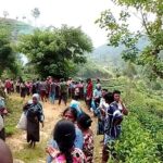 மஸ்கெலியாவில் குளவிக்கொட்டு: 20 தொழிலாளர்கள் பாதிப்பு