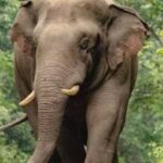 7 மாதங்களில் 180 யானைகள் பலி: மனிதர்களால் நேர்ந்த கொடூரம்!