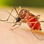 கண்டியில் 4,775, நுவரெலியாவில் 483 பேர் டெங்கு நோயினால் பாதிப்பு