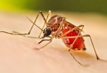 கண்டியில் 4,775, நுவரெலியாவில் 483 பேர் டெங்கு நோயினால் பாதிப்பு