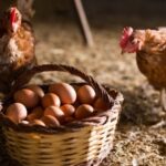 முட்டை விலை அதிகரிப்பு