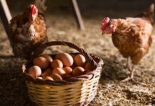 முட்டை விலை அதிகரிப்பு