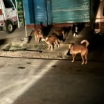 பண்டாரவளையில் தெருநாய்களுக்கு ரேபிஸ் தடுப்பூசி