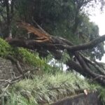 அடை மழை: கடும் காற்று-டெவோன் பகுதியில் முறிந்து விழுந்தது மரம்