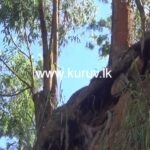 நுவரெலியா மாவட்டத்தில் வீதியோரங்களில் ஆபத்தான மரங்கள்
