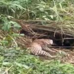 திம்புல – பத்தன பகுதியில் பொறியில் சிக்கிய சிறுத்தை மீட்பு