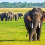 இன்று உலக யானைகள் தினம்: இலங்கையில் 2026இல் இதுவரை 180 யானைகள் உயிரிழப்பு