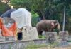 யானை சிலையை வலம் வந்த காட்டு யானை: பதுளையில் நெகிழ்ச்சி சம்பவம்