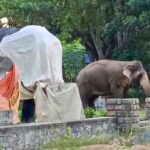 யானை சிலையை வலம் வந்த காட்டு யானை: பதுளையில் நெகிழ்ச்சி சம்பவம்