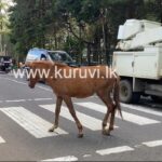 நுவரெலியா வீதிகளில் கட்டுப்பாடின்றித் திரியும் மட்டக்குதிரைகளால் ஆபத்து