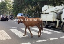நுவரெலியா வீதிகளில் கட்டுப்பாடின்றித் திரியும் மட்டக்குதிரைகளால் ஆபத்து