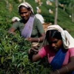 20 ஆண்டுகாலக் காத்திருப்புக்கு முடிவு: தோட்டத் தொழிலாளர்களுக்கு நிலுவை கொடுப்பனவுகளை வழங்க ஏற்பாடு