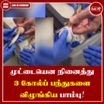 முட்டையென நினைத்து 3 கோல்ப் பந்துகளை விழுங்கிய பாம்பு