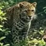 பொகவந்தலாவ சிங்காரவத்தையில் சிறுத்தை நடமாட்டம்: மக்கள் அச்சம்