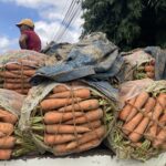 மரக்கறி விளைச்சல் இருந்தும் உரிய விலை இல்லை: நுவரெலியா விவசாயிகள் கவலை