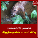 நாவலப்பிட்டியலில் சிறுத்தையின் சடலம் மீட்பு